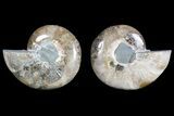 Cut & Polished Ammonite (Anapuzosia?) Pair - Madagascar #77325-1